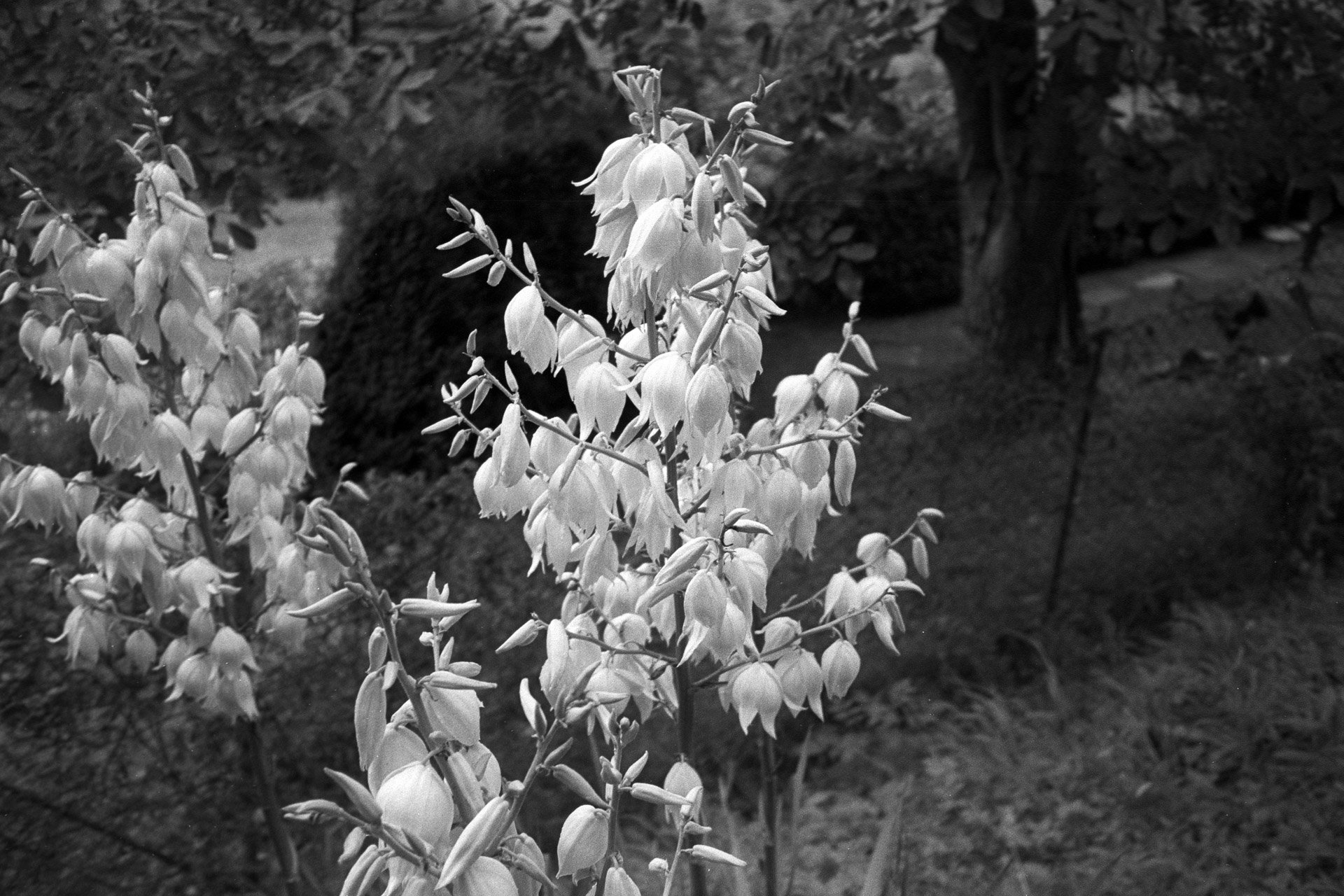 Schwarzweißbild: Freistehende Yucca filamentosa (Foto: Martin Frech, 8/2013)