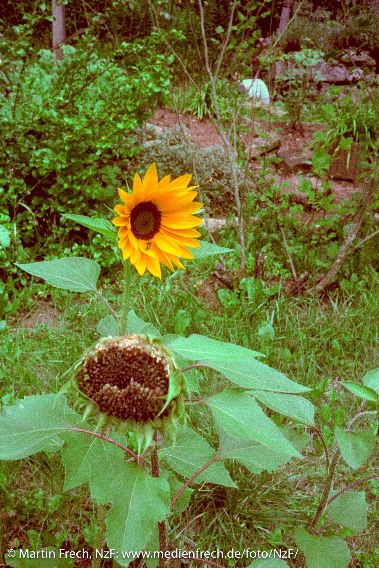 Sonnenblumen | CineStill 800T in C-41], Konica Hexar RF, Voigtländer Nokton 1.4/40mm (Foto: Martin Frech, 8/2017)