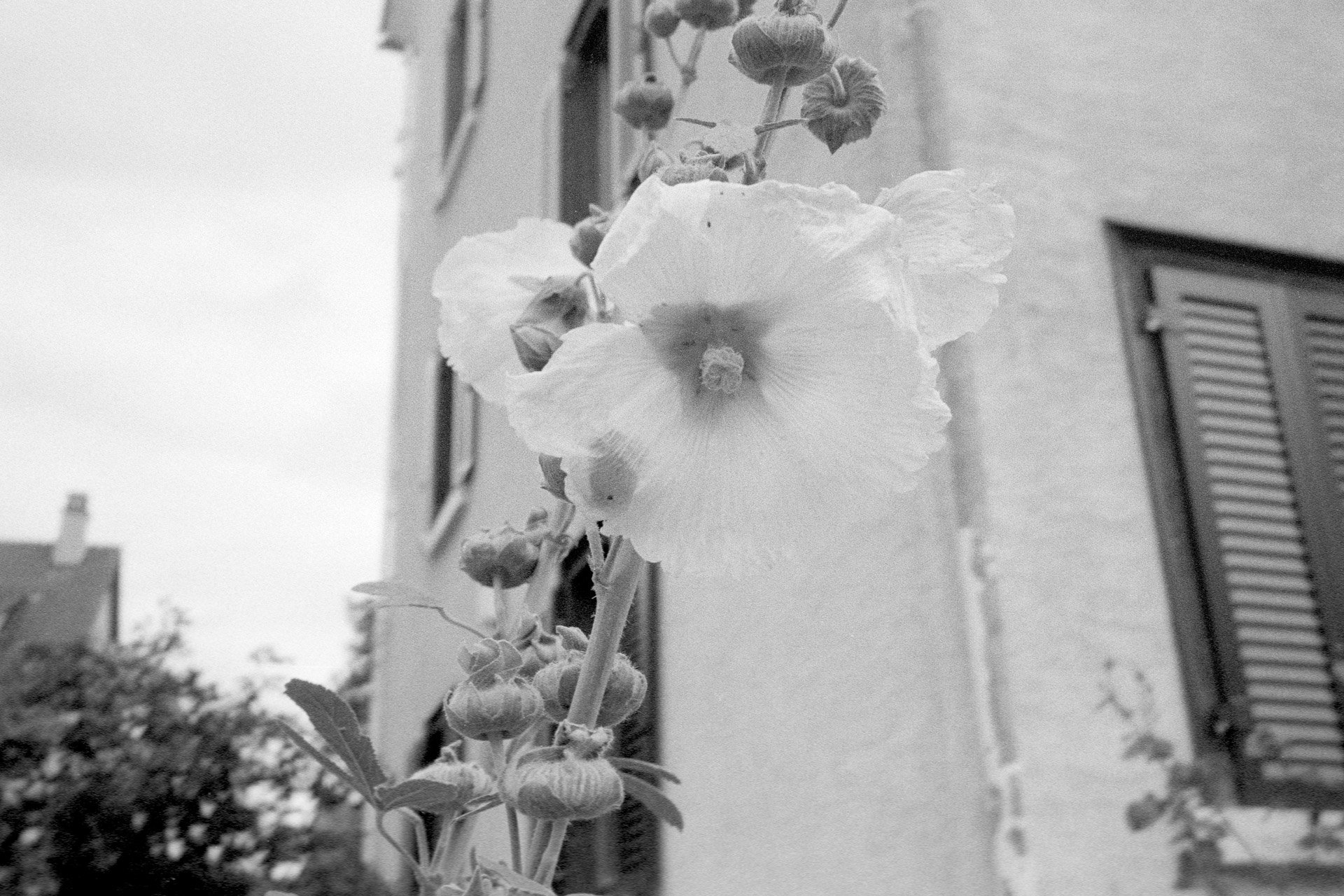 Schwarzweißbild: Freistehende Stockrose (Foto: Martin Frech, 8/2013)