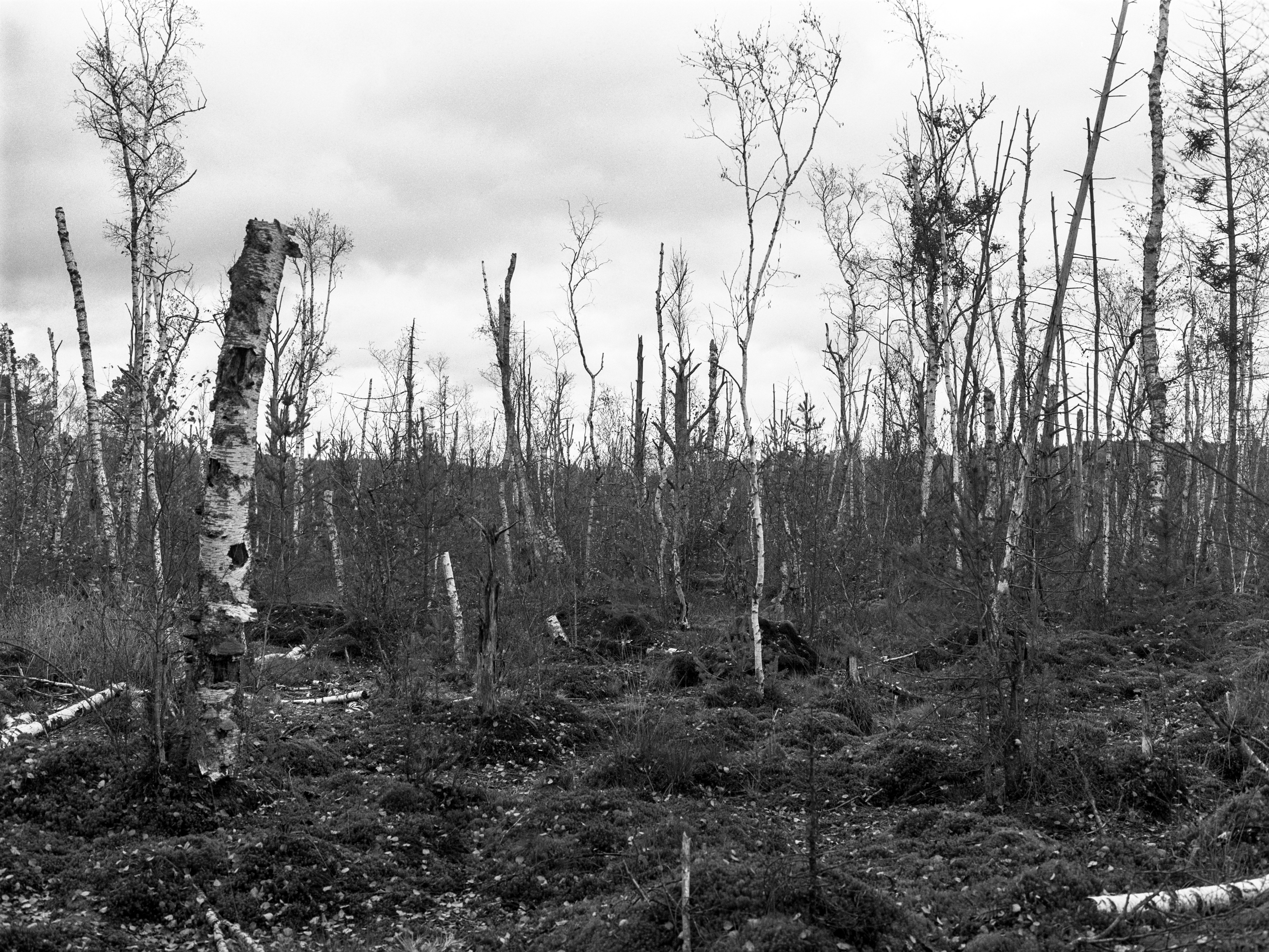 Kahle Birken und anderes Gehölz im herbstlichen Schwenninger Moos, einem Hochmoor in Baden-Württemberg. (Foto: Martin Frech, 10/2020)